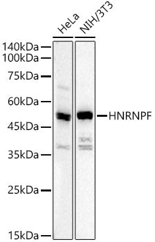 HNRNPF Rabbit pAb