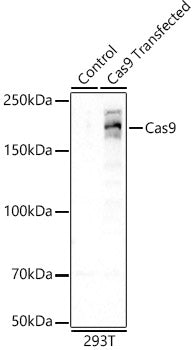 Cas9 Rabbit mAb