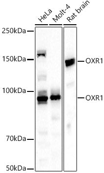 OXR1 Rabbit pAb