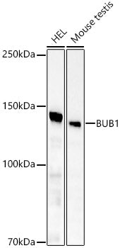 BUB1 Rabbit mAb