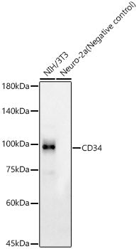 CD34 Rabbit mAb