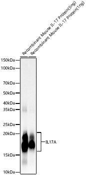 IL17A Rabbit mAb