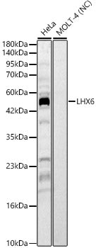 LHX6 Rabbit pAb