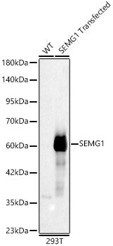 SEMG1 Rabbit pAb