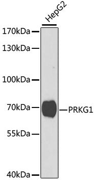 PRKG1 Rabbit pAb