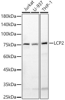 LCP2 Rabbit pAb