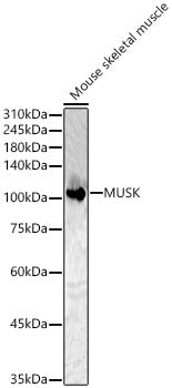 MUSK Rabbit pAb