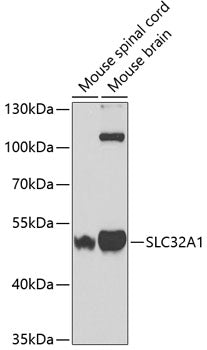 SLC32A1 Rabbit pAb