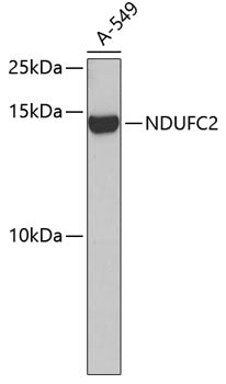 NDUFC2 Rabbit pAb
