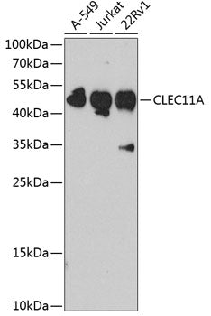 CLEC11A Rabbit pAb