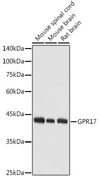 GPR17 Rabbit pAb