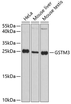 GSTM3 Rabbit pAb