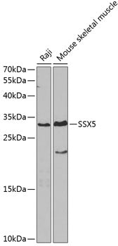 SSX5 Rabbit pAb