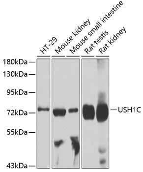 USH1C Rabbit pAb