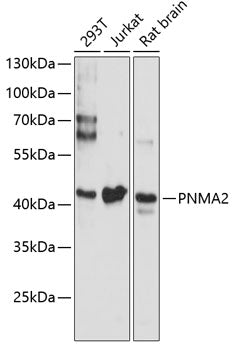 PNMA2 Rabbit pAb