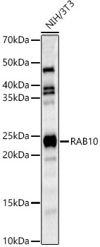RAB10 Rabbit pAb