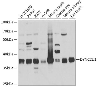 DYNC2LI1 Rabbit pAb