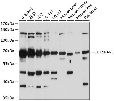 CDK5RAP3 Rabbit pAb