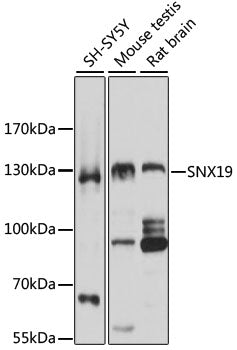 SNX19 Rabbit pAb