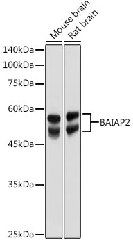 BAIAP2 Rabbit pAb