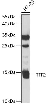 TFF2 Rabbit pAb