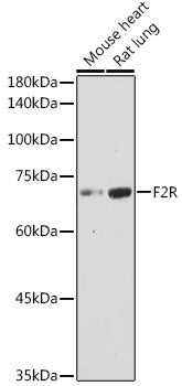 F2R Rabbit pAb