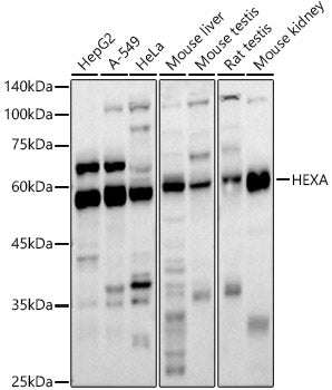 HEXA Rabbit pAb