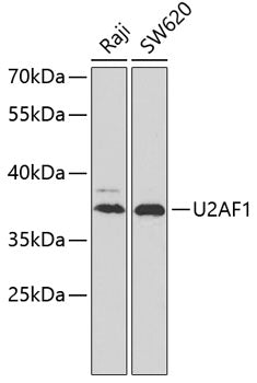 U2AF1 Rabbit pAb