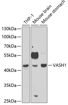 VASH1 Rabbit pAb