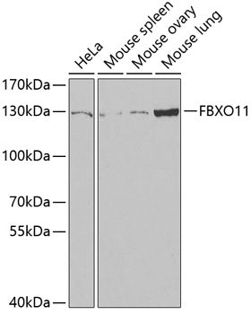 FBXO11 Rabbit pAb