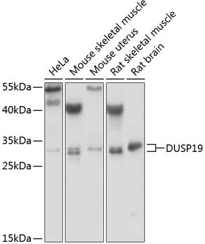 DUSP19 Rabbit pAb