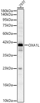 OXA1L Rabbit pAb