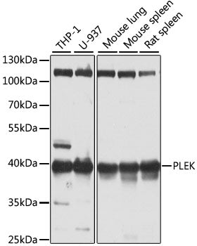 PLEK Rabbit pAb