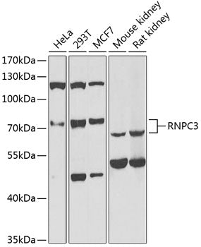 RNPC3 Rabbit pAb