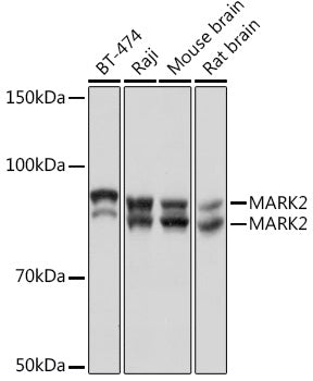 MARK2 Rabbit mAb