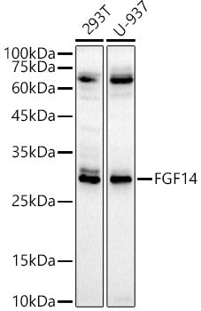 FGF14 Rabbit pAb