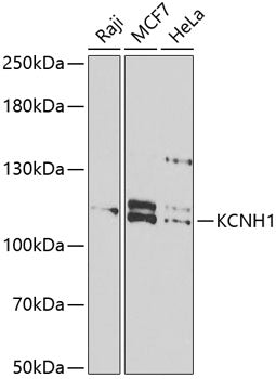 KCNH1 Rabbit pAb