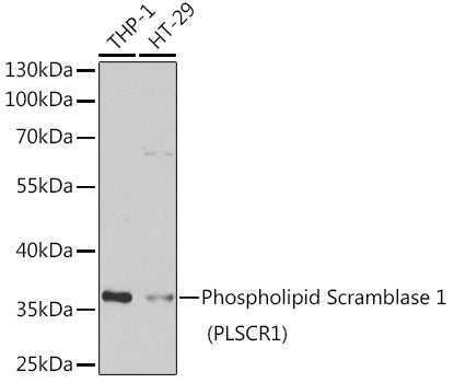 Phospholipid Scramblase 1 (PLSCR1) Rabbit pAb