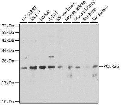 POLR2G Rabbit pAb