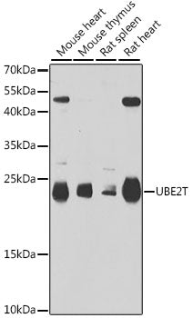 UBE2T Rabbit pAb