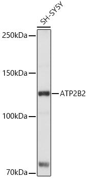 ATP2B2 Rabbit pAb