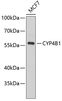 CYP4B1 Rabbit pAb