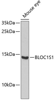 BLOC1S1 Rabbit pAb