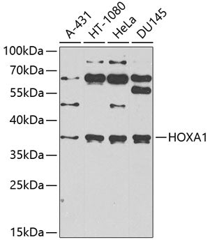 HOXA1 Rabbit pAb