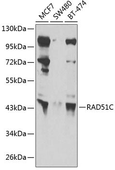 RAD51C Rabbit pAb