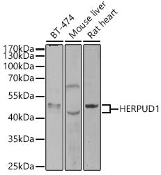 HERPUD1 Rabbit pAb