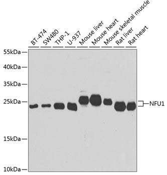 NFU1 Rabbit pAb