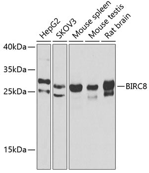 BIRC8 Rabbit pAb
