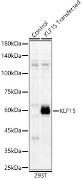 KLF15 Rabbit pAb