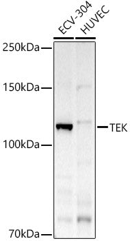 TEK Rabbit pAb